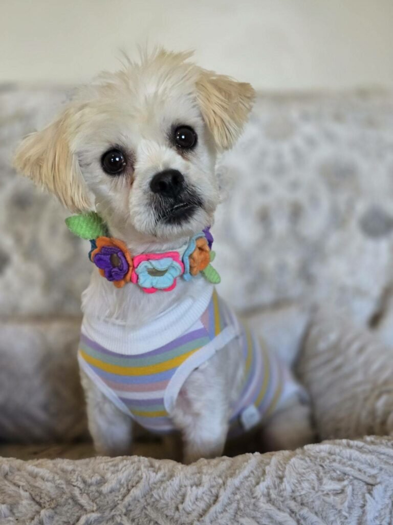 045e9b71102f44b6b7527b4890323e20-768x1024