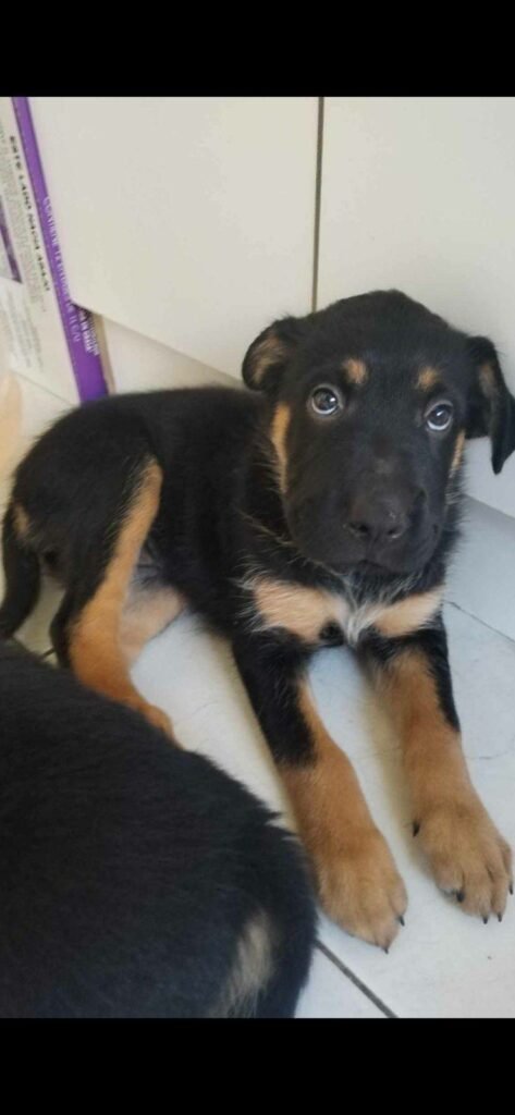 249ba8fd729748188983edc6d9589b6d-473x1024