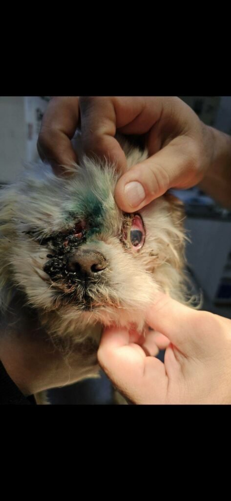 3e658a5f66924dab99a44ccdbf16241c-473x1024