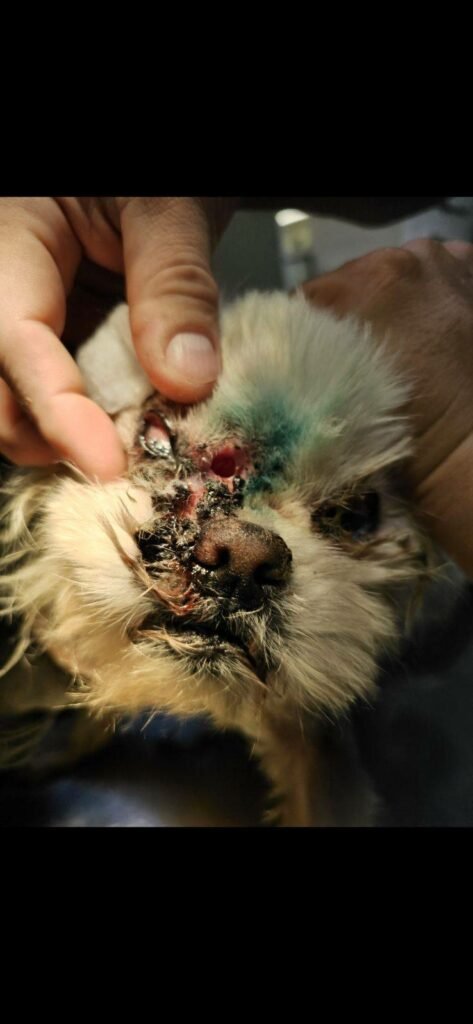 a022d638401e4623a29537fe9e6721f8-473x1024